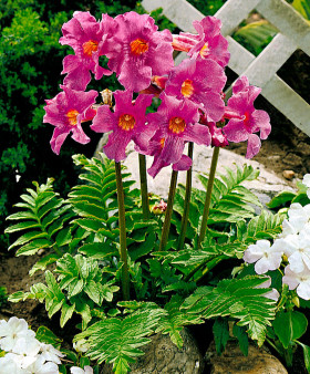 Делавея 2шт