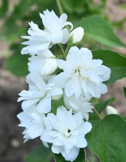 Веджинэл 1шт Поиск