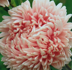 Астра Герцогиня Каприс