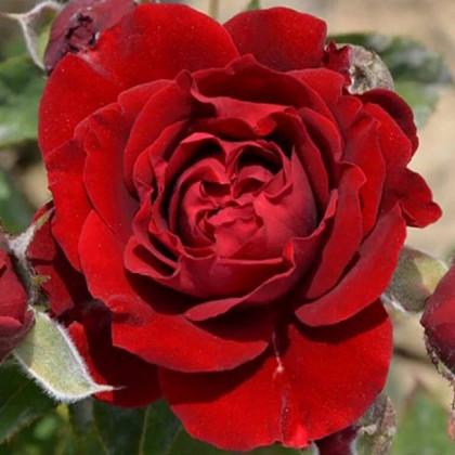 Таманго (ЗКС) ЖИЛЯК