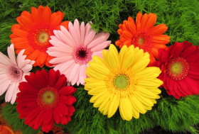 Яркий Букет смесь/Цветущий Сад ()