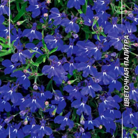 Синее Море/Цветущий Сад