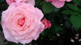 Тиклед Пинк (ЗКС) ЖИЛЯК