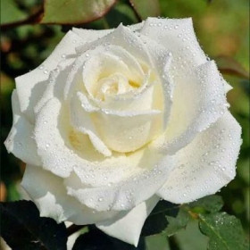 Белый Шоколад (ЗКС) ЖИЛЯК