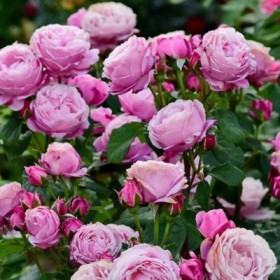 Дитэр Мюллер (ЗКС) ЖИЛЯК