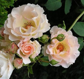 Рококо (ЗКС) ЖИЛЯК