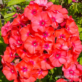 Оранж Перфекшион  2шт