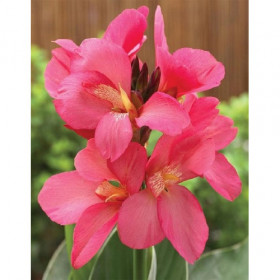 Шайнинг Пинк (зел.л.) 1шт