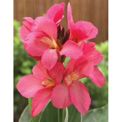 Шайнинг Пинк (зел.л.) 1шт