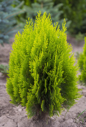 Ауреа Нана восточная 1шт