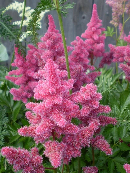 Кельн  1шт