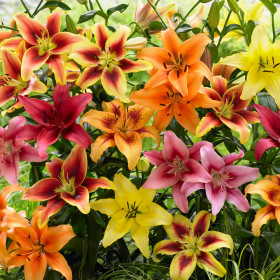 Аоа Гибридс Микс 5шт