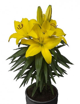 Тайни Рейнджер (аз низк) 7шт