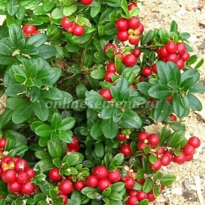 Ред Перл\1шт Поиск