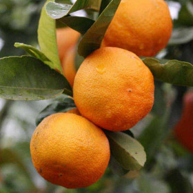 Лайм Рангпур 1шт Поиск