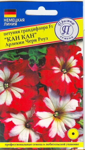 Кан кан арлекин черри роуз Ц(П)