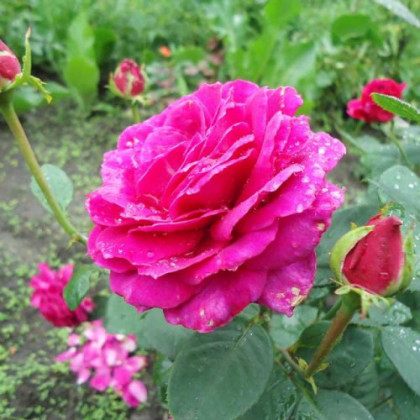 Юрианда (ЗКС) ЖИЛЯК