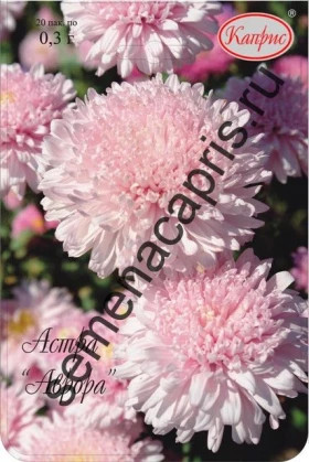 Астра Аврора Каприс