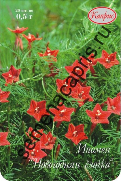 Ипомея Новогодняя елочка Каприс