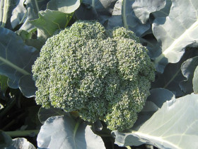 Капуста Брокколи Айронмен Каприс