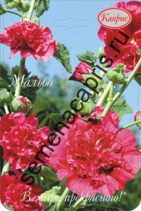 Мальва Гордость сада многол Каприс