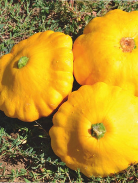 Патиссон Санни Делайт Каприс