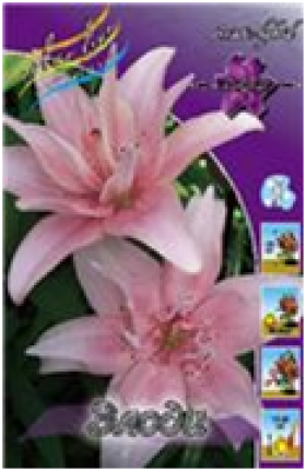 Элоди (аз.махр) 5шт