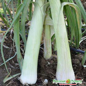 порей Русский размер 50шт Ц(Н)