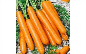 Самсон 0,5гр /Элитные семена