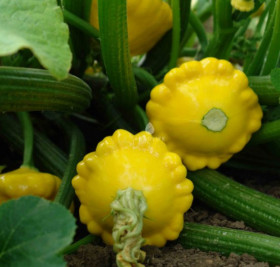 Санни Делайт 3шт /Элитные семена