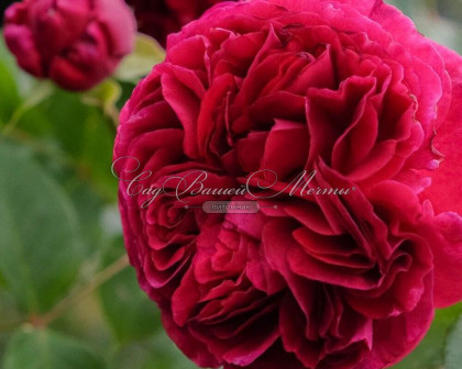 Фальстаф (ЗКС) ЖИЛЯК