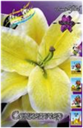 Санкетчер (вост)  5 шт