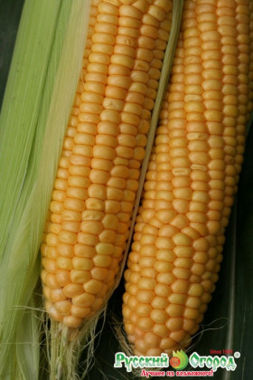 Тройная Сладость Ц(Н)