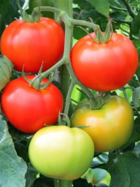 Наставник Киров