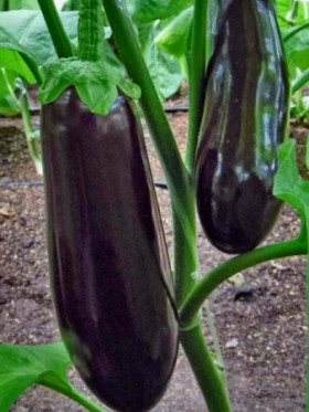 Полковник Киров