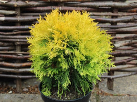 Амбер Глоу западная 1шт