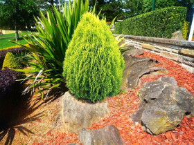 Ауреа Нана западная 1шт