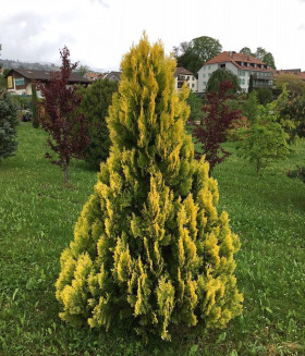 Еллоу Риббон западная 1шт