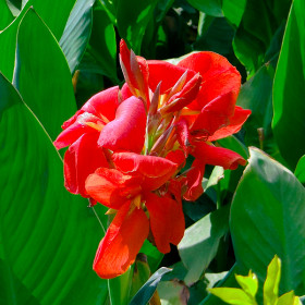 Файрбёрд 2шт