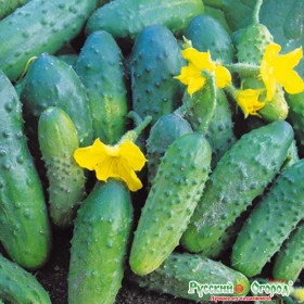 Русский изумруд Ц(Н)