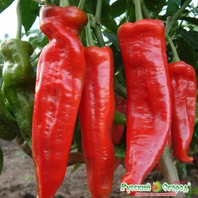 Русский размер острый Ц(Н)