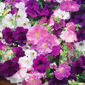 Русский размер смесь Ц(Н) петуния