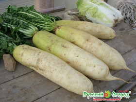 Русский размер Ц(Н) дайкон