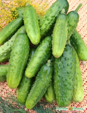 Русский размер Ц(Н) огурец