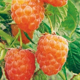 Оранжевое Чудо ярко-оранж (Поиск)/1шт