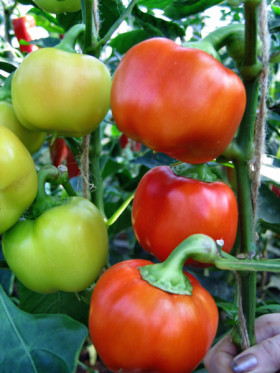 Добряк Киров