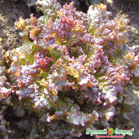 Дольче Вита листовой Ц(Н)