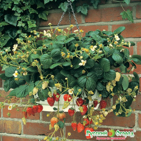 Домашний Деликатес Ц(Н)