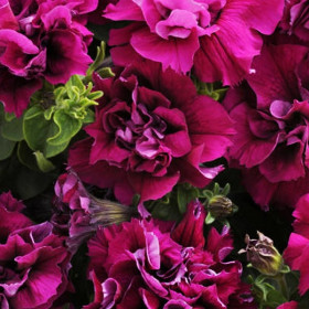 Дуо (100шт) Бургунди махровая