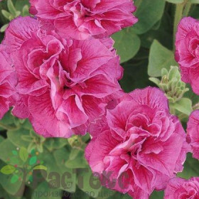 Дуо (100шт) Роуз махровая